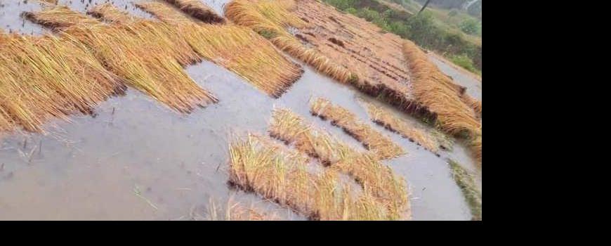 बेमौसमी वर्षा : कोशी प्रदेशमा दुई अर्बभन्दा बढीको क्षति बेमौसमी वर्षा : कोशी प्रदेशमा दुई अर्बभन्दा बढीको क्षति