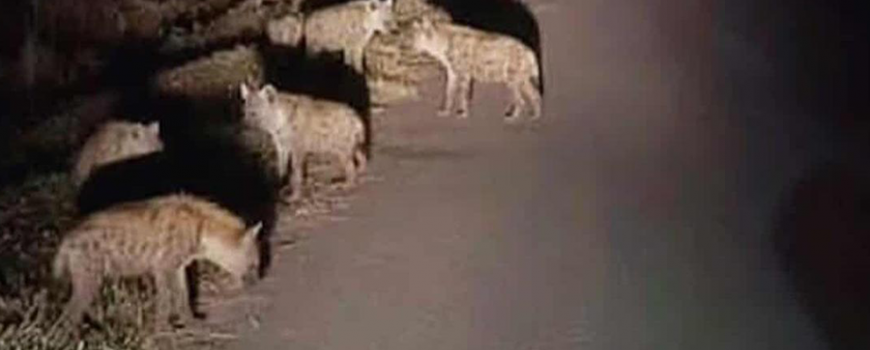 मोरङको रंगेलीमा देखिए हाइनाको बथान, उद्दार टोलीले भेटेन मोरङको रंगेलीमा देखिए हाइनाको बथान, उद्दार टोलीले भेटेन