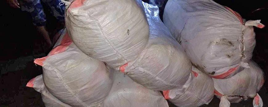 मोरङमा गाँजा कारोबारीलाई नियन्त्रणमा लिन हवाई फायर, ३३० किलो गाँजासहित २ जना भारतीय पक्राउ मोरङमा गाँजा कारोबारीलाई नियन्त्रणमा लिन हवाई फायर, ३३० किलो गाँजासहित २ जना भारतीय पक्राउ