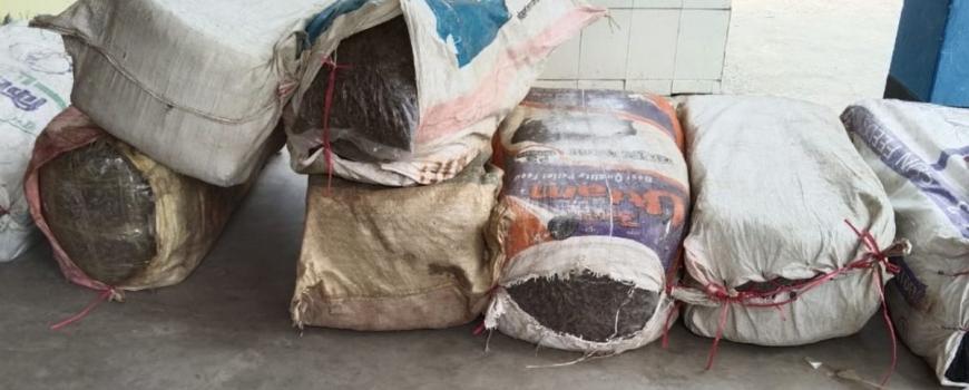 सुनसरीमा २४७ केजी गाँजा बरामद